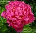 Suzanne Dessert peony photo