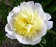 Primevère peony photo