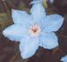 C. 'Alice Fisk' clematis photo