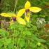 Golden Tiara clematis photo