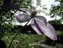 Nikolai Rubtzov clematis photo
