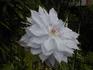 Jackmanii Alba clematis photo