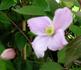 Pink Perfection clematis photo
