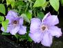 C. 'William Kennett' clematis photo