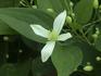 Sweet Autumn Scented Clematis clematis photo