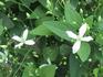 Sweet Autumn Scented Clematis clematis photo