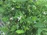 Sweet Autumn Scented Clematis clematis photo