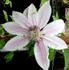 C. 'Lincoln Star' clematis photo