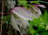 Pink Flamingo clematis photo
