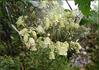 Rehderiana clematis photo