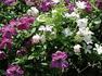 Kaaru clematis photo