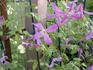 Mrs. T.Lundell clematis photo