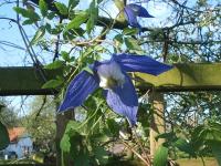 Alpina 'Frances Rivis' clematis photo