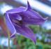 C. alpina 'Helsingborg' clematis photo