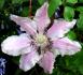 C. 'Souvenir de Capitaine Thuilleaux' clematis photo