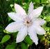 Blue Moon clematis photo