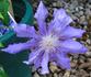 Countess of Lovelace clematis photo