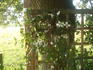 C. viticella 'Alba Luxurians' clematis photo