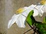 Toki clematis photo