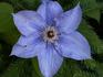 William Kenneth clematis photo