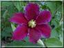 Red Pearl clematis photo