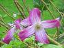 Viticella 'Minuet' clematis photo