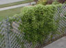 Vitalba clematis photo