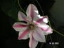 C. 'Capitaine Thuilleaux' clematis photo