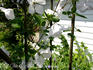 Viticella 'Alba Luxurians' clematis photo