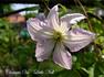 Viticella 'Little Nell' clematis photo