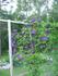 Gypsy Queen clematis photo
