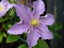 Fryderyk Chopin clematis photo