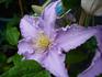 Fryderyk Chopin clematis photo
