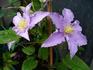 Fryderyk Chopin clematis photo