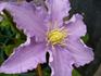 Fryderyk Chopin clematis photo