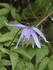 Blue Bird clematis photo