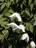 Burford White clematis photo