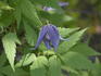 Pamela Jackman clematis photo