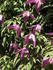 Ruby clematis photo