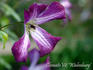Walenburg clematis photo