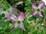 Minuet clematis photo