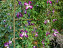 Walenburg clematis photo