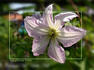 Little Nell clematis photo