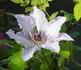 Blue Moon clematis photo