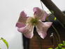 C. texensis 'Pagoda' clematis photo