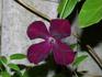 C. 'Royal Velours' clematis photo