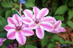 Capitaine Thuilleaux clematis photo