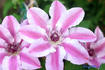 Capitaine Thuilleaux clematis photo