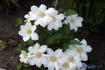 Toki clematis photo