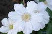 Toki clematis photo